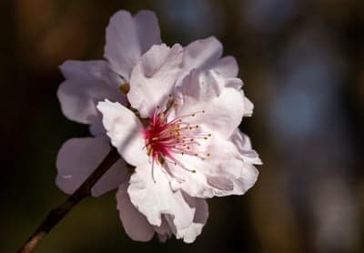 Delicate Almond Blossom in Soft Sunlight