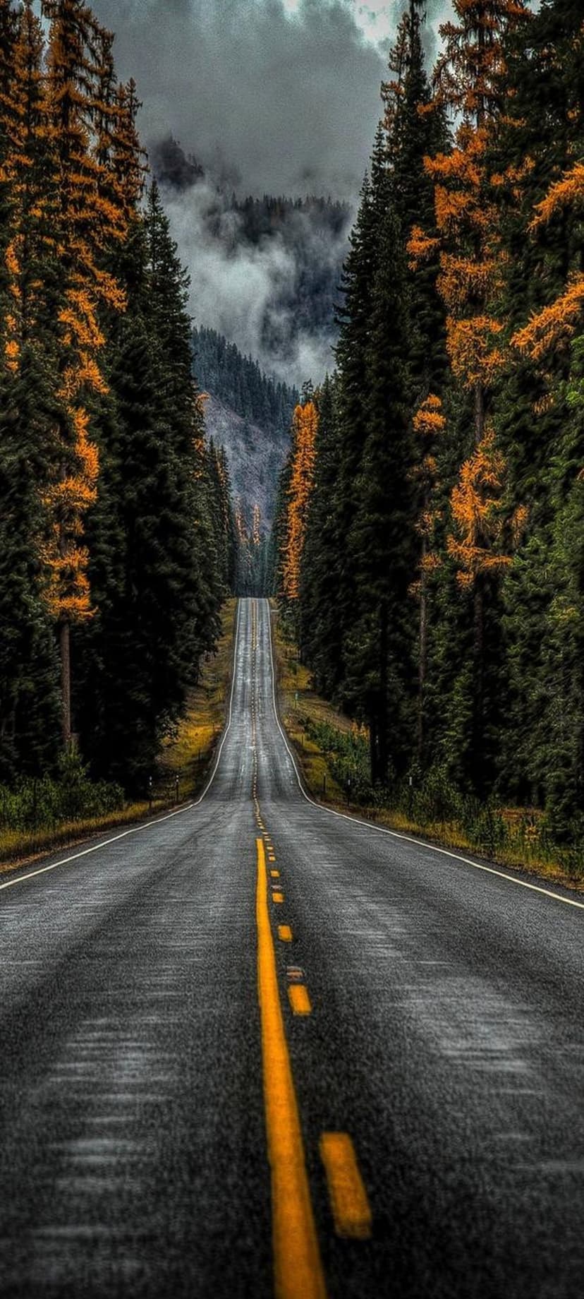 Winding asphalt road cutting through golden autumn trees and evergreen forests under a misty, overcast mountain sky.
