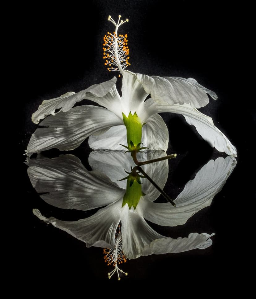White hibiscus flower with detailed stamen reflecting on a calm water surface against a solid black background.
