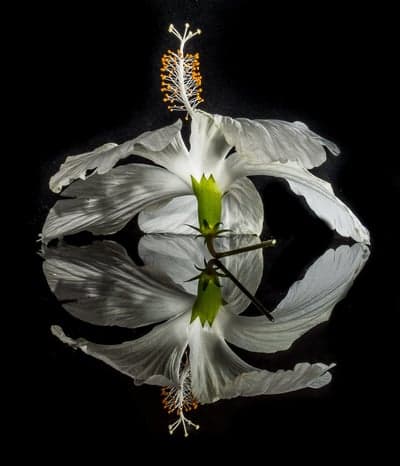 White Hibiscus Flower Reflected in Water