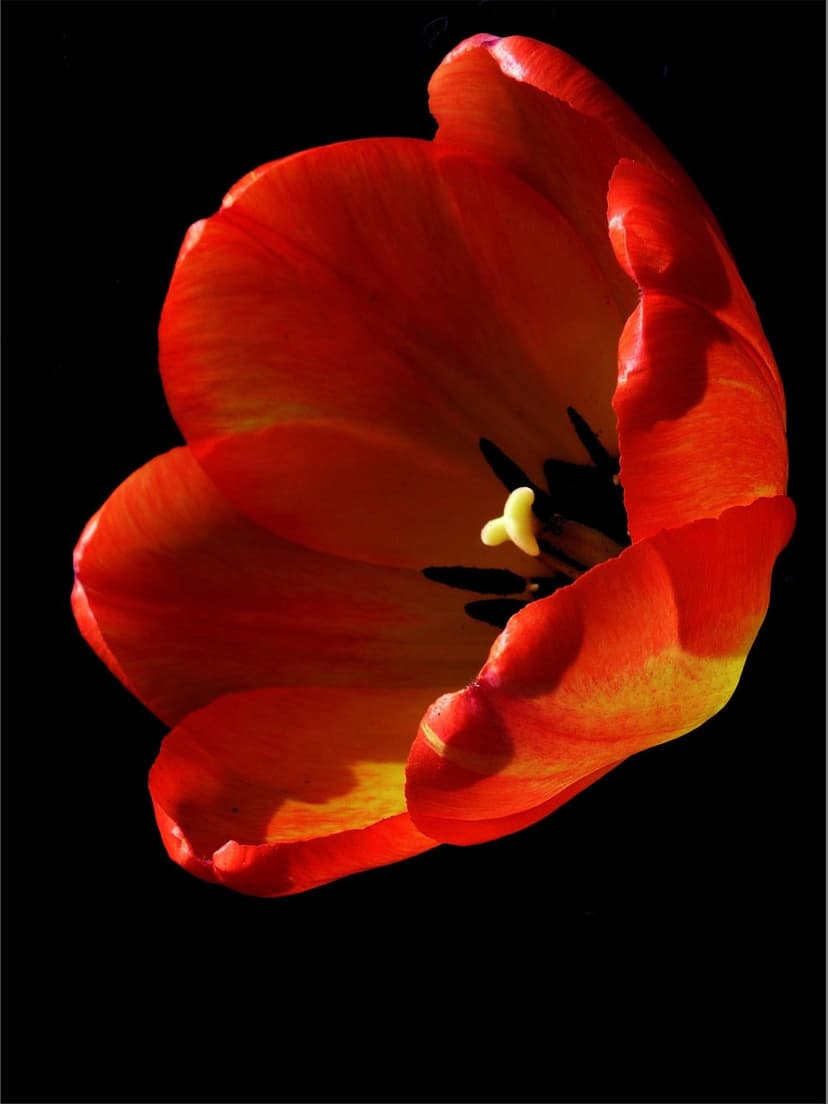 Crimson tulip petals unfurl against a black background with soft light highlighting the inner stamen and texture.