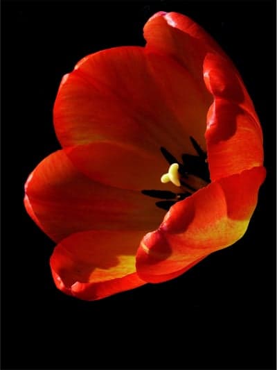 Dramatic Crimson Tulip Petals Portrait Wallpaper