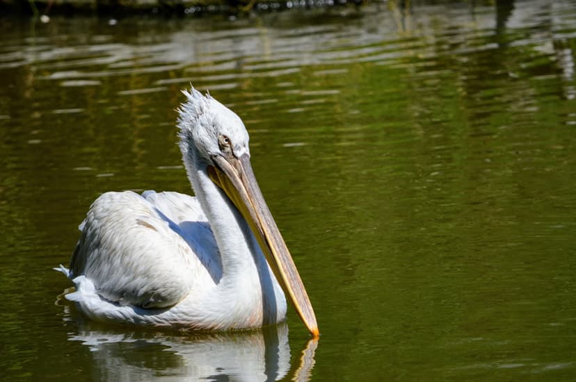 Dalmatian pelican with white feathers and a long beak floats on a calm green pond with soft sunlight reflections.