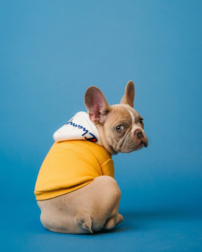 French Bulldog puppy wearing a yellow hoodie looks over its shoulder against a solid vibrant blue background.