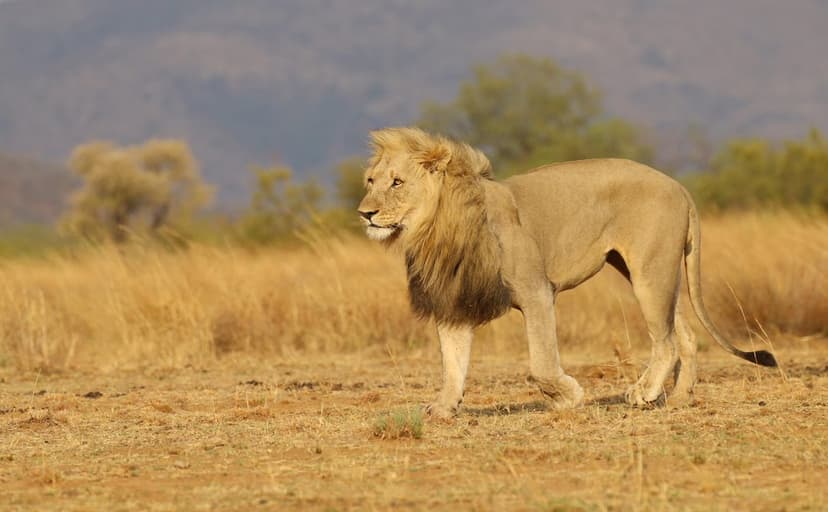 Male lion with a thick mane walking through dry golden savanna grass at sunset with rolling hills behind him.