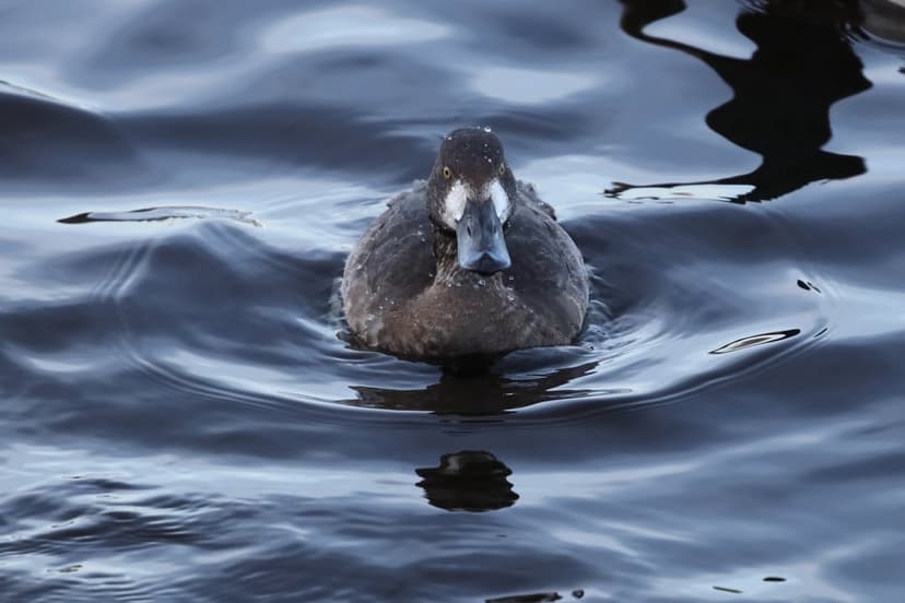 Tufted duck with dark plumage and white facial markings swimming in shadowed, rippling water toward the viewer.