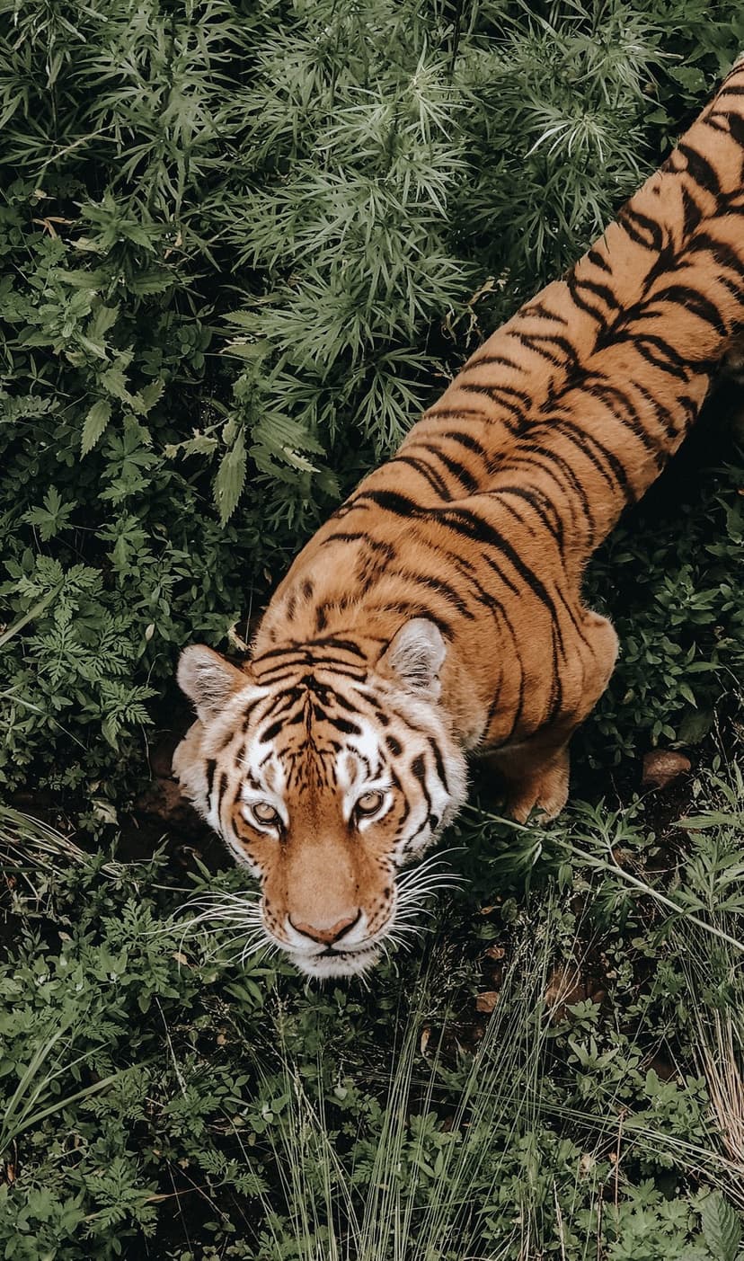 Tiger with orange and black stripes gazes forward from behind thick green tropical leaves in a vertical forest.