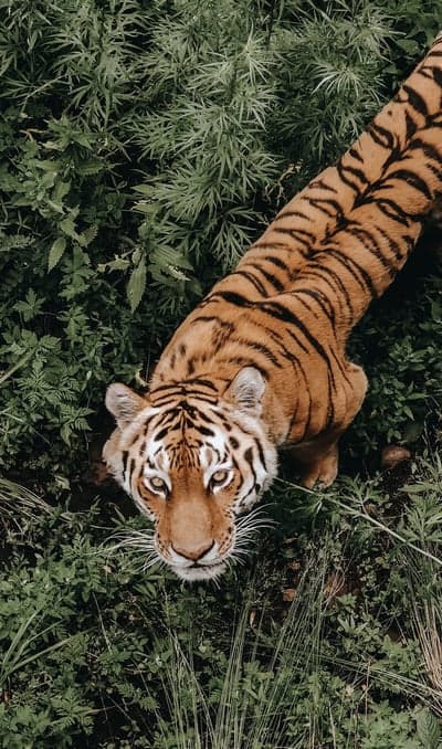 Tiger in Lush Greenery Looking Directly at Camera