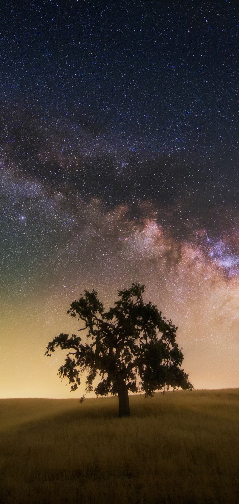 Silhouetted oak tree in a field under a bright Milky Way galaxy with purple and gold celestial light.