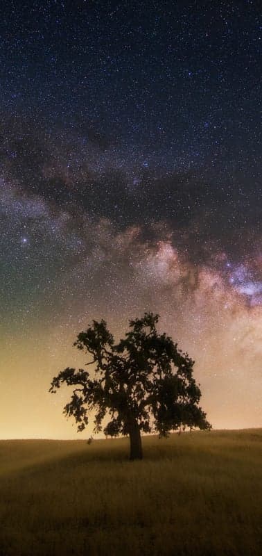 Cosmic Oak- A Lone Tree Beneath the Milky Way's Splendor