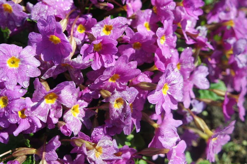 Purple primrose flowers with yellow centers and clear dew drops on petals are illuminated by bright sunlight.
