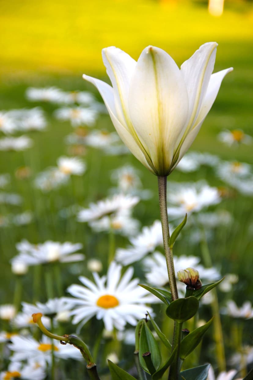White lily with unfurled petals stands before a blurred field of yellow daisies and golden sunlight bokeh.