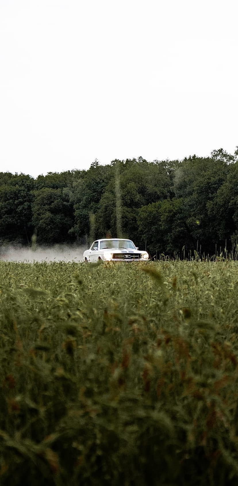 White classic Ford Mustang drives through tall green grass with a dense forest and cloudy sky in the background.