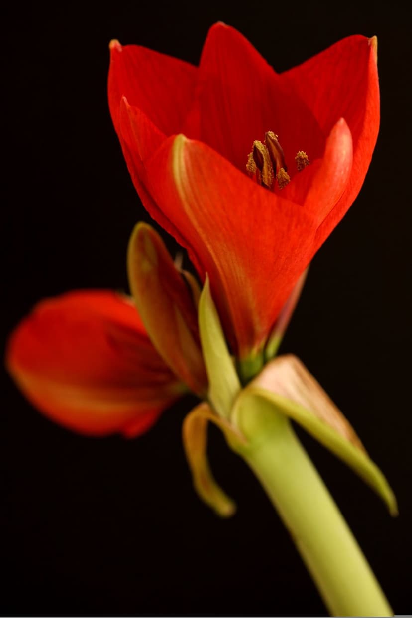 Red amaryllis petals and yellow stamen contrast against a solid black background in a detailed macro view.