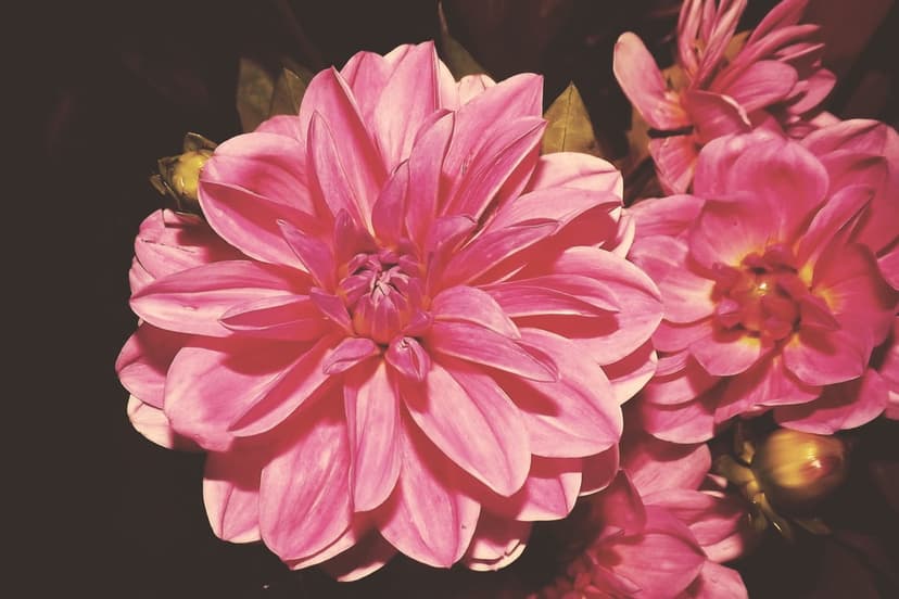 Fuchsia dahlia petals with intricate textures curve outward against a dark, moody, and shadowed background.