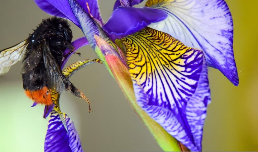 Fuzzy bumblebee with orange abdomen rests on a purple iris flower with yellow center and soft blurred background.