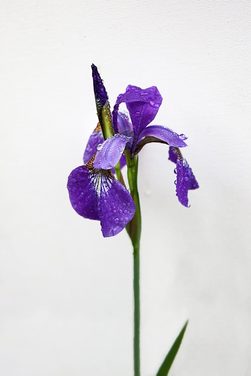 Purple iris flower with translucent water droplets on its petals against a clear white minimalist background.