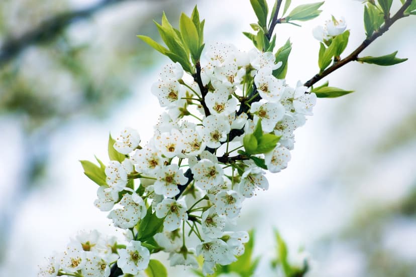 White cherry blossom petals with yellow centers bloom on a thin branch against a bright blurred background.