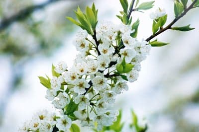 Spring Sakura Bloom Floral Wallpaper for Mobile Screens