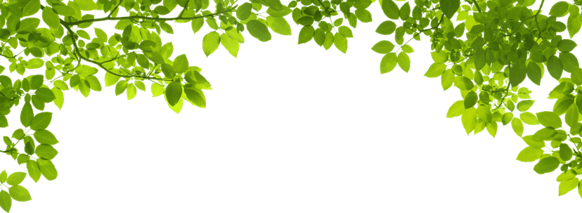 Green leaf border featuring realistic branches with vibrant emerald foliage arranged in a botanical frame style.