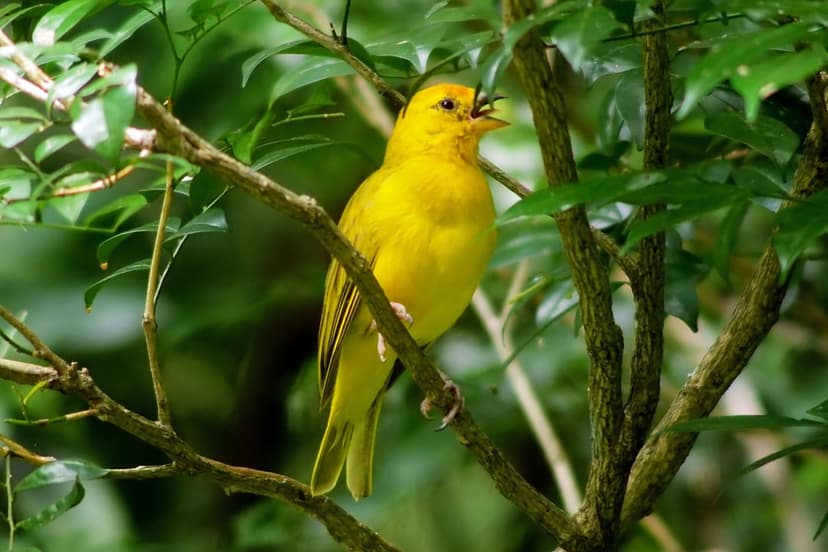 Golden feathered bird singing while perched on a thin branch surrounded by lush tropical green foliage.