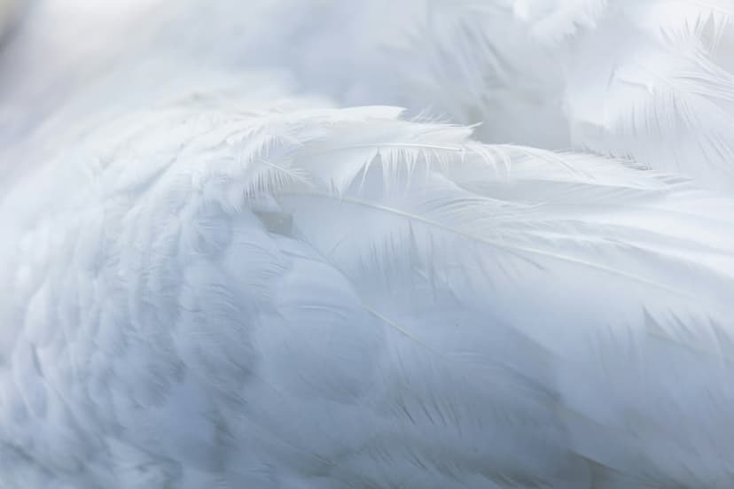 White bird feathers with fine microscopic barbs show soft textures and a blurred, ethereal background.