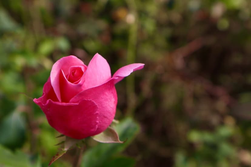 Fuchsia rose bud opening with soft petals against a blurred green leaf background in a macro shot.