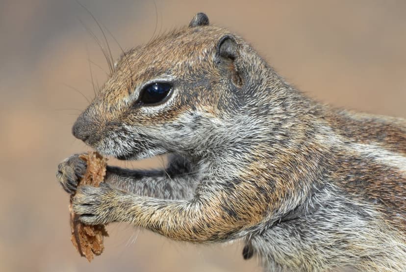 Barbary ground squirrel with striped fur holds food in its paws while eating in a side-profile nature close-up.