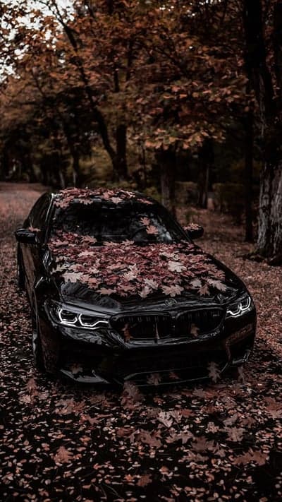 Black BMW covered in autumn leaves in forest