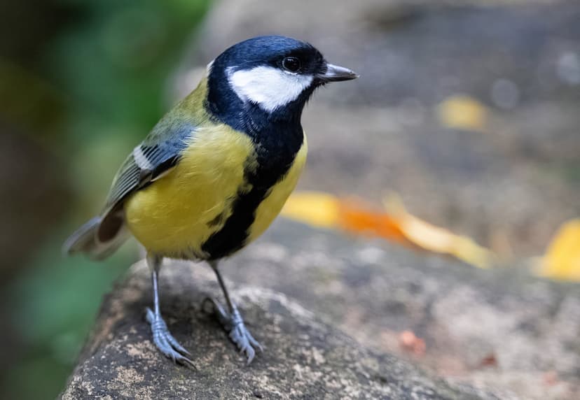 Great Tit bird with yellow feathers and a black head perches on a grey rock with autumn leaves in the background.