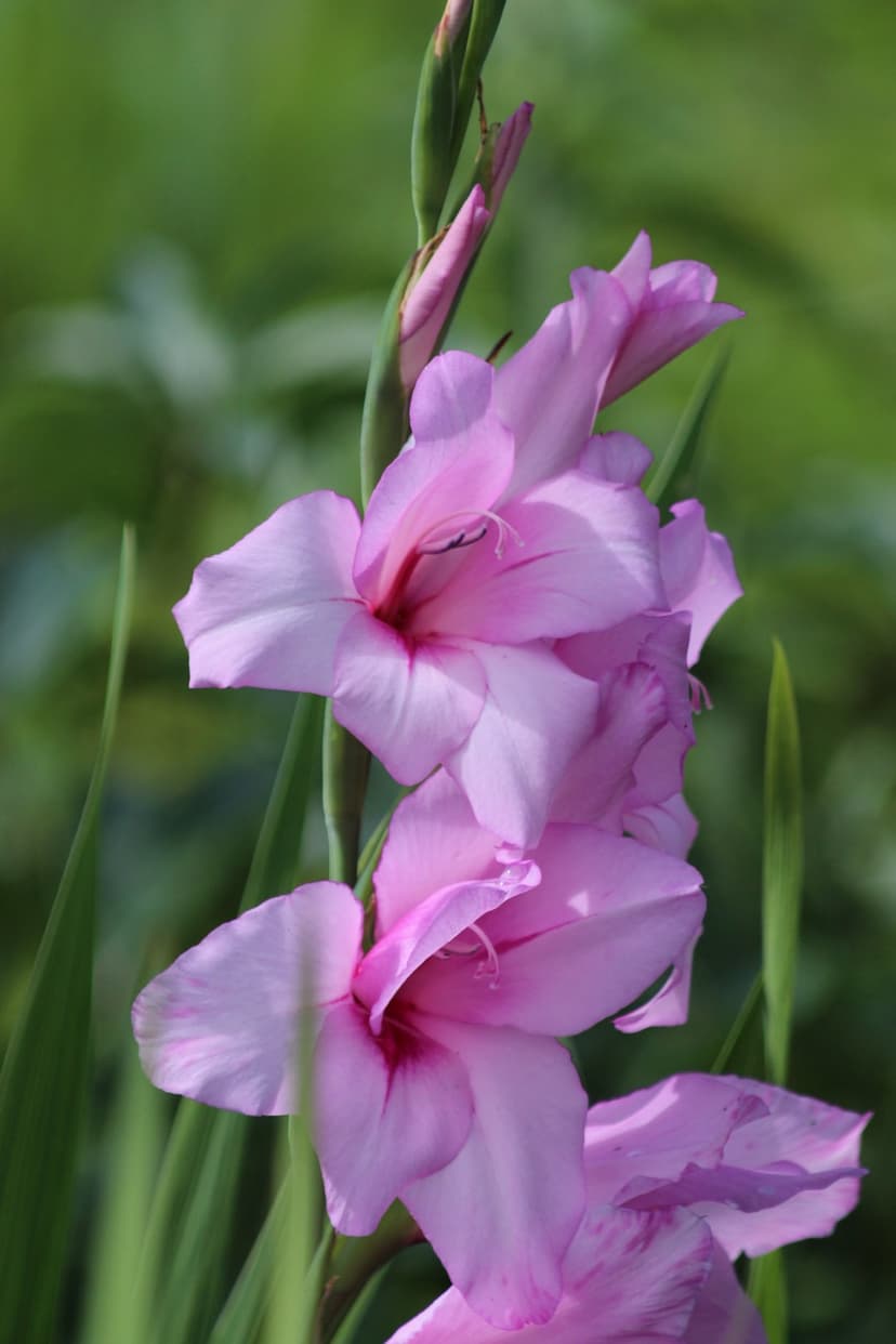 Pink gladiolus petals with ruffled edges bloom against a blurred green leaf background in soft natural lighting.