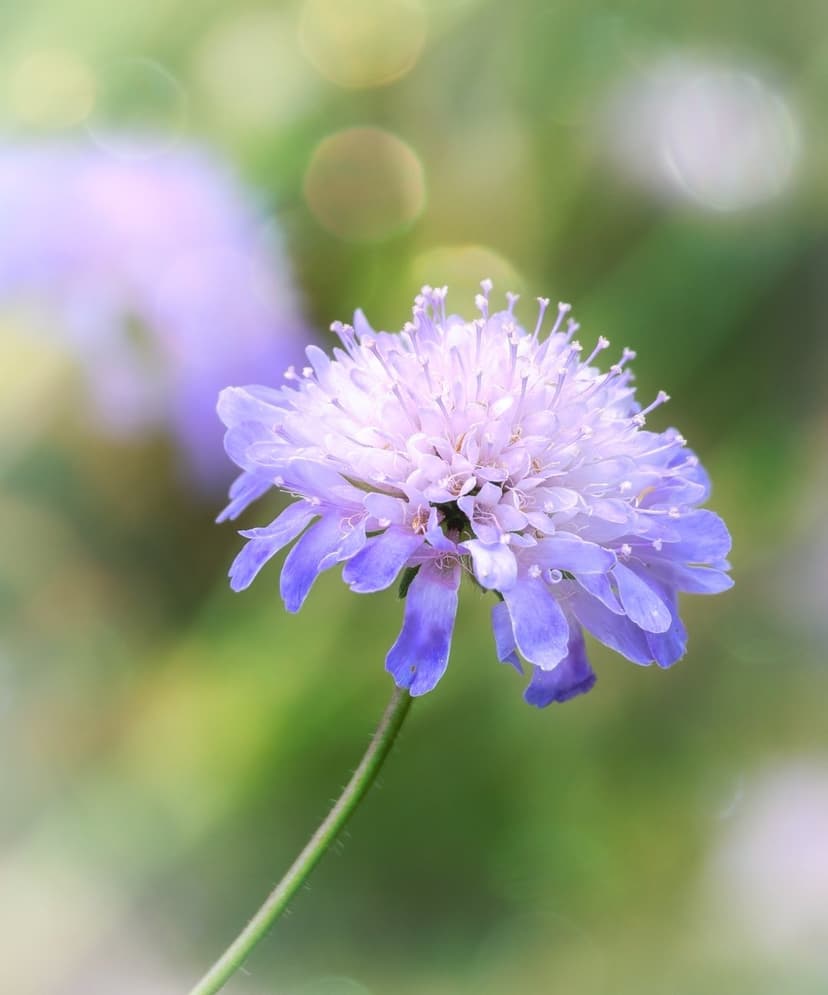Purple pincushion flower macro showing detailed petals and stamen against a blurred green and yellow background.