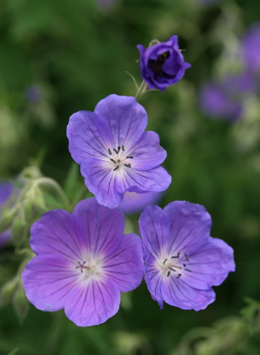 Purple geranium flowers with detailed veins and a new bud set against a soft-focus green garden background.