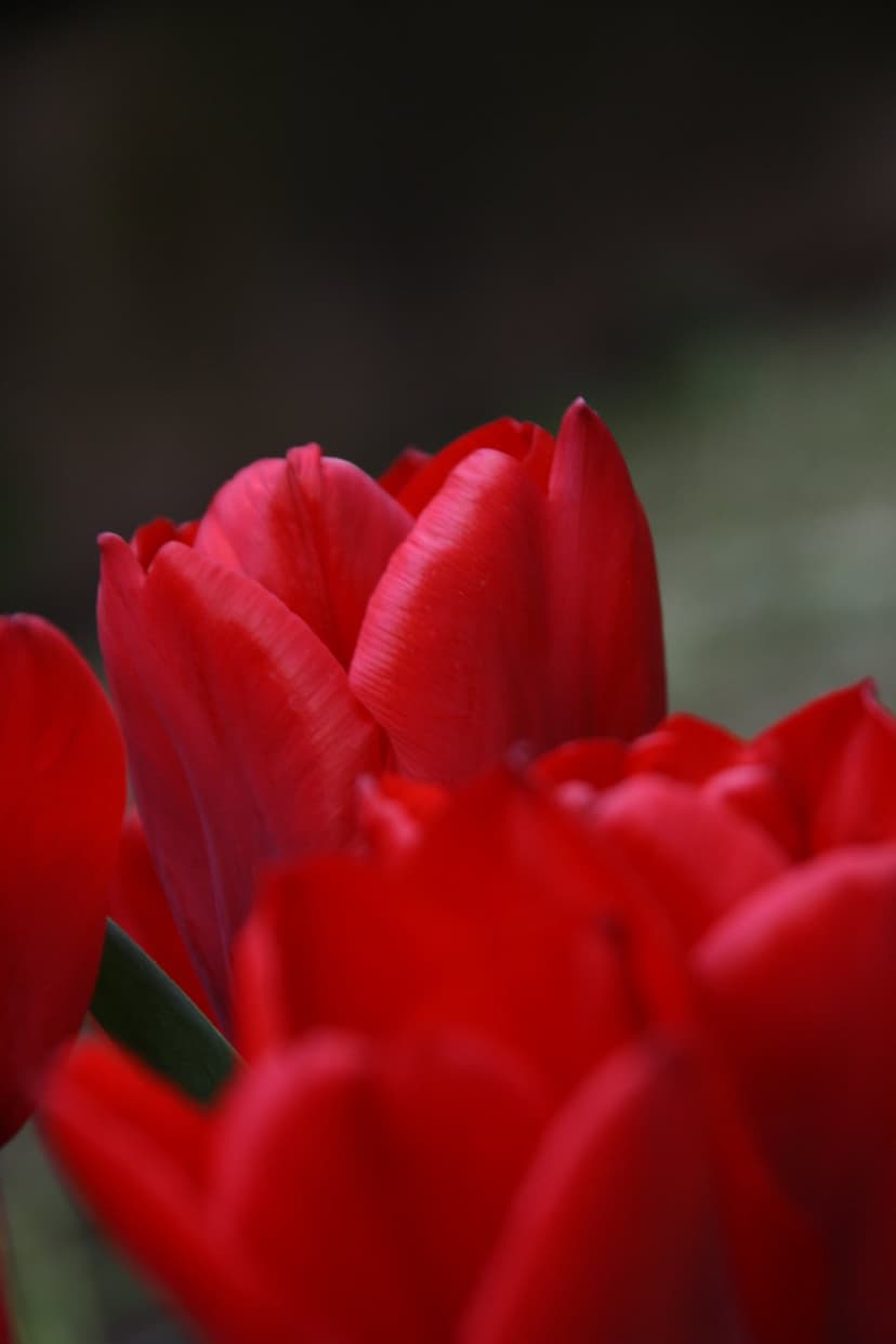Vibrant red tulip petals with soft bokeh blurring into a dark, moody background showcasing floral textures.