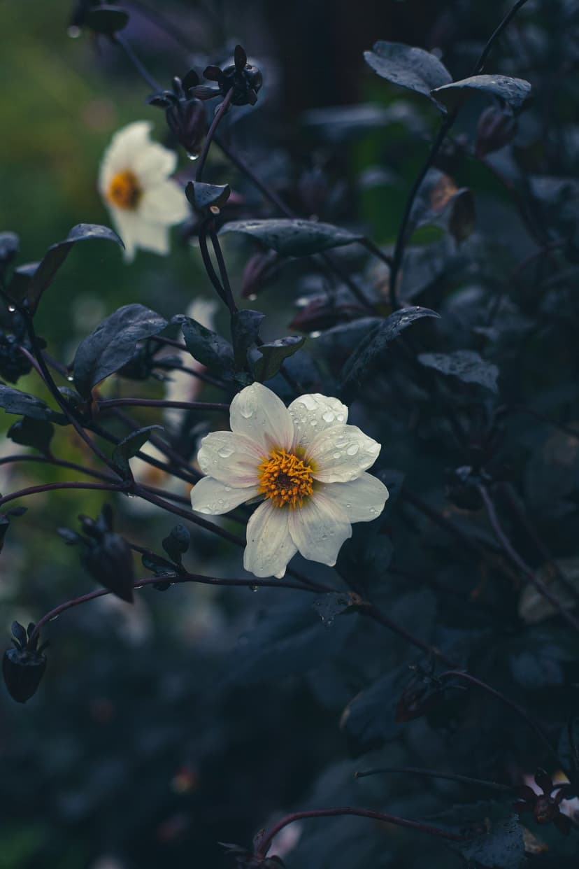 White dahlia flower with water droplets on its petals stands out against a dark, moody green leaf background.