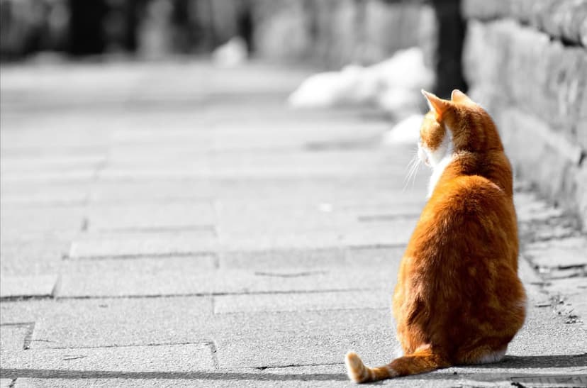 Orange and white cat sits on a paved path facing away toward a blurry black and white snowy winter landscape.