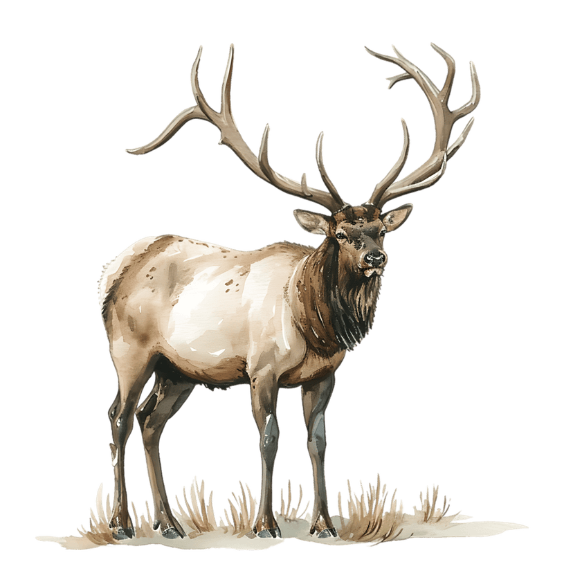 Watercolor elk illustration featuring large branching antlers and brown fur standing in a patch of dry grass.