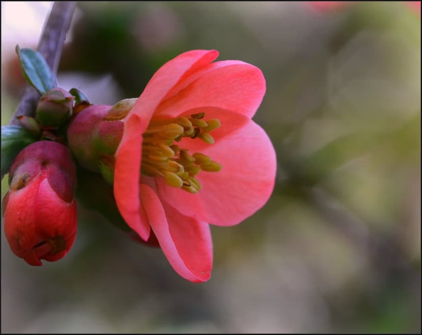 Pink quince flower petals and a red bud contrast against a soft green bokeh background in a macro garden view.