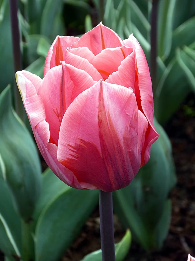 Pink tulip flower with white veins and layered petals stands against a blurred garden backdrop of green leaves.