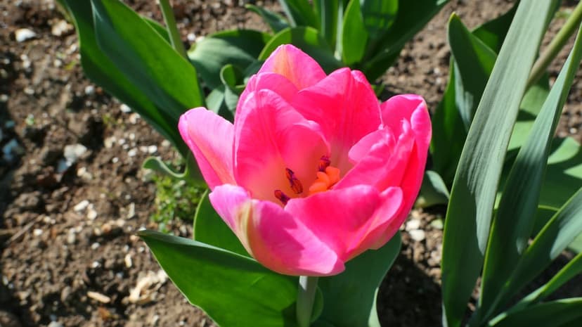 Pink tulip with sunlit translucent petals stands in a green garden against a dark soil background in close-up.