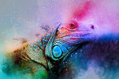 Colorful Mystic Chameleon Reptile Tablet Wallpaper