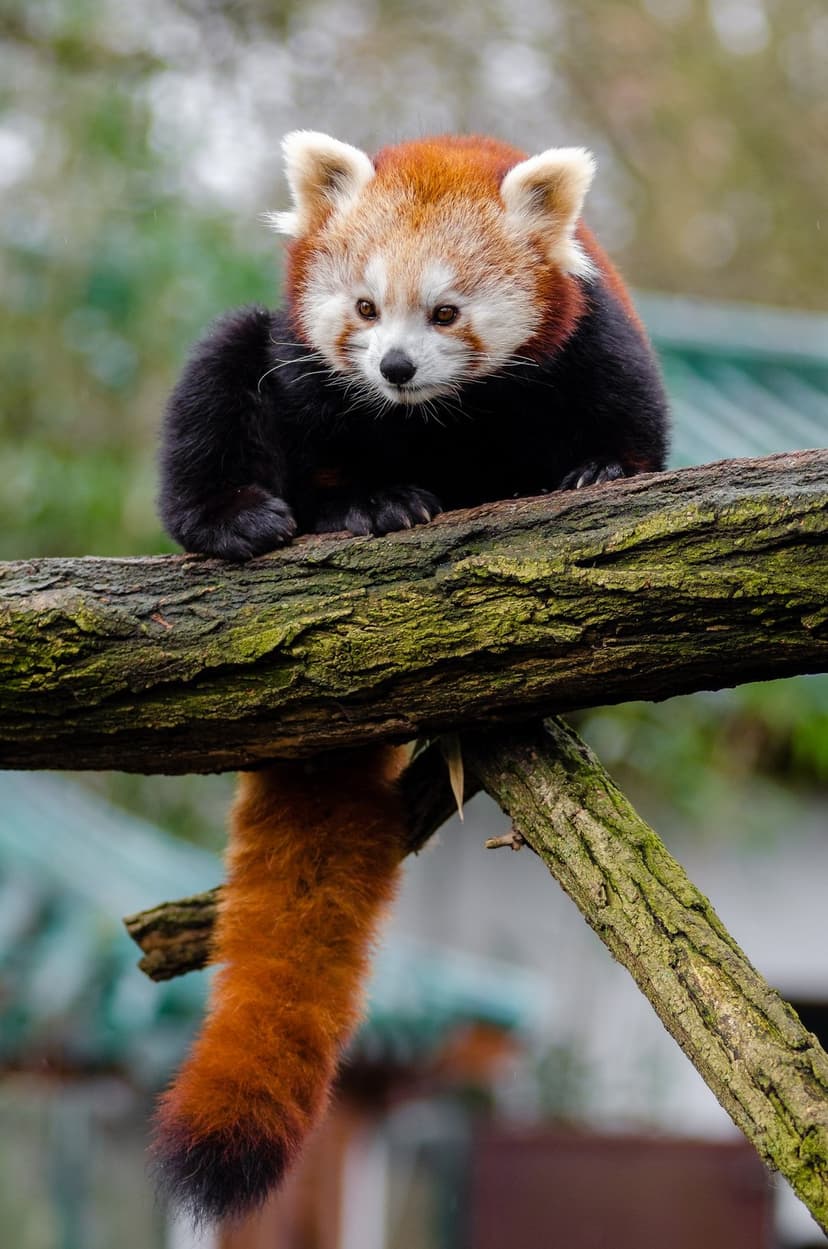 Red panda with ginger fur and a ringed tail rests on a mossy tree branch against a blurred green forest backdrop.