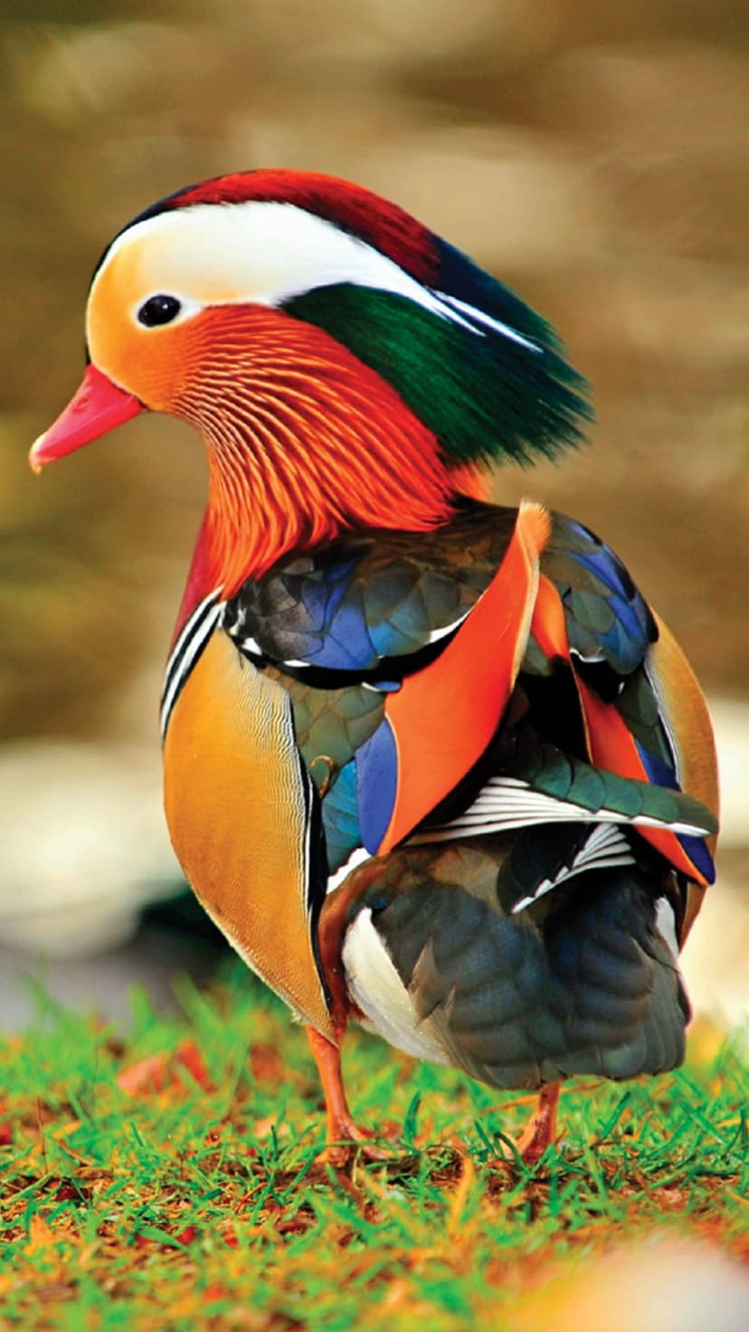 Male Mandarin duck with orange sail feathers and a red beak stands on green grass with blurred background.