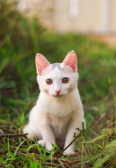 Fluffy White Kitten in Sunlit Green Grass Mobile Wallpaper