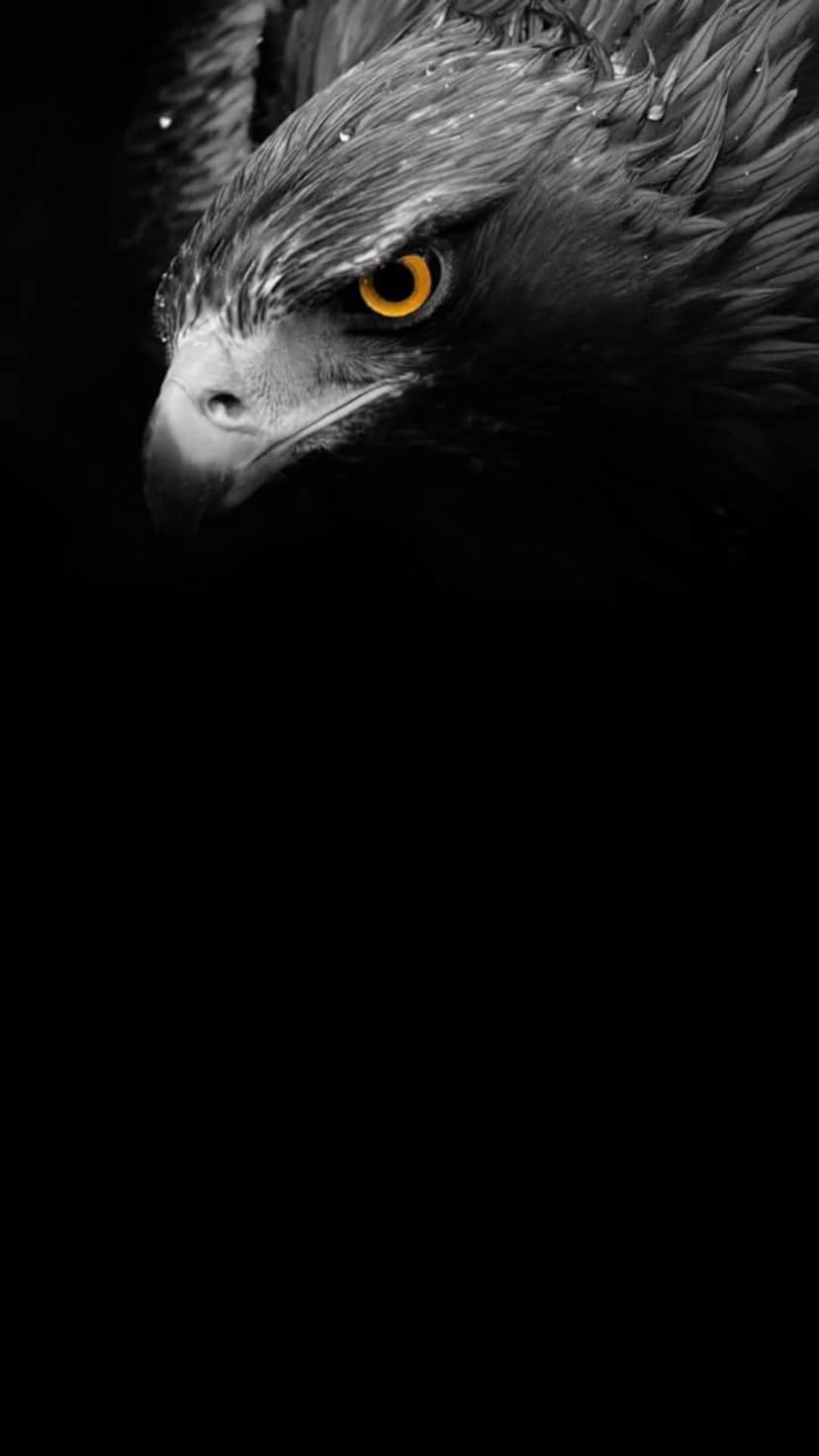 Golden eagle eye gazes forward with wet feathers and water droplets against a deep black background in monochrome.