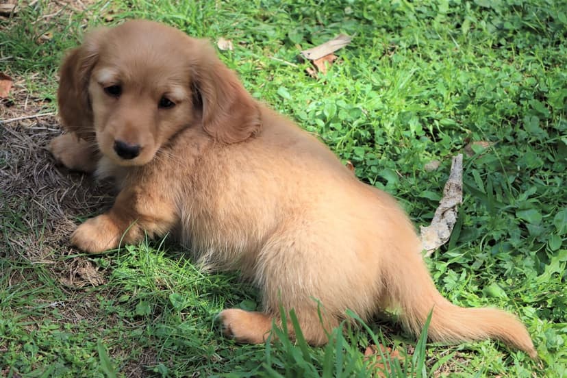 Golden dachshund puppy with floppy ears lies on vibrant green grass during a sunny day in a close-up portrait.