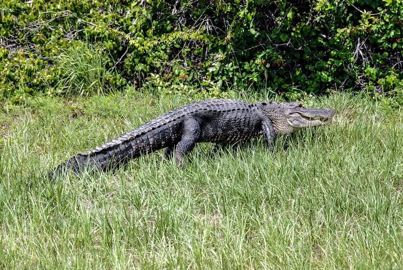 American alligator crawling through thick green marsh grass with its scaly body and heavy legs visible mid-stride.