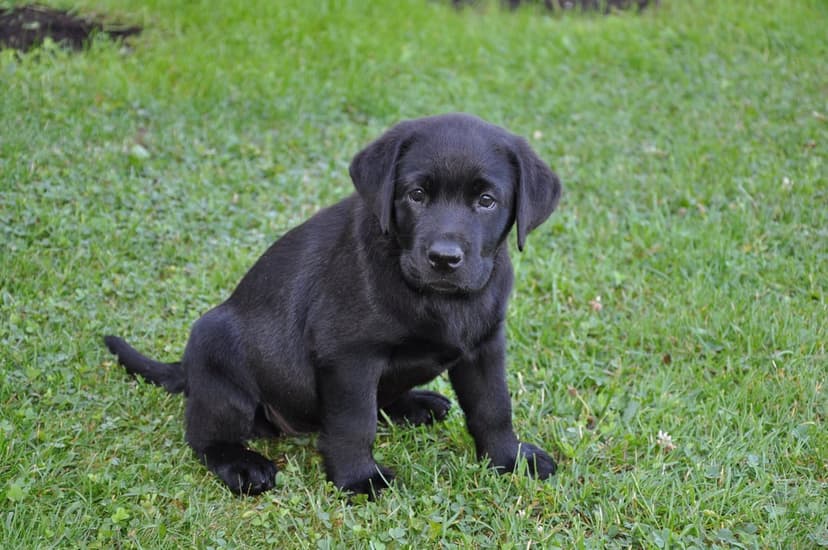Black Labrador puppy with floppy ears sits on a vibrant green lawn looking directly forward with dark curious eyes.