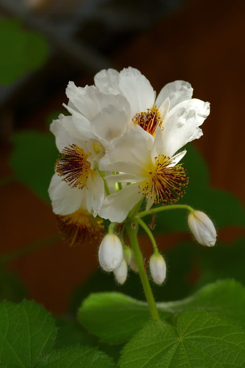 White flower petals surround yellow stamens against a soft green background with blurred buds in a macro view.