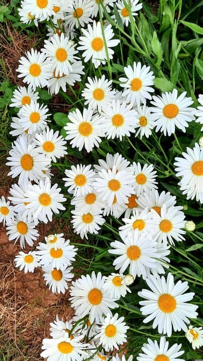 Blooming White Daisies Summer Meadow Phone Wallpaper